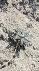 Chaenactis douglasii