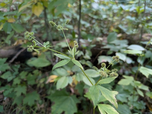 Black Snakeroot