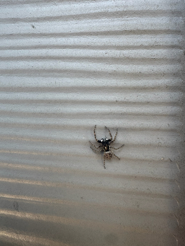 Half-edged Wall Jumping Spider