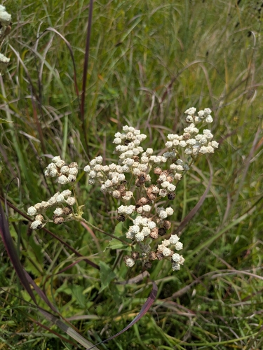 wild quinine