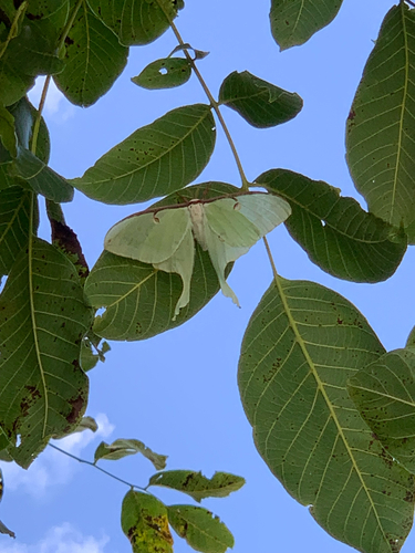 North American Luna Moth