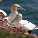 Boobies and Gannets - Photo (c) Klaus Riesner, some rights reserved (CC BY-NC)