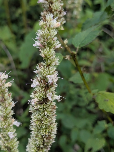 purple giant hyssop