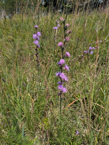 rough blazing star
