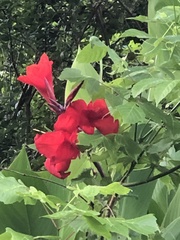 Canna × generalis