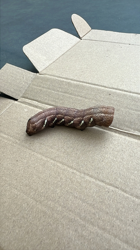Achemon Sphinx