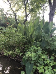 Canna × generalis