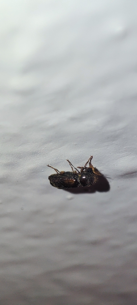 Scobicia barbata