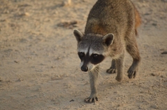 Procyon pygmaeus