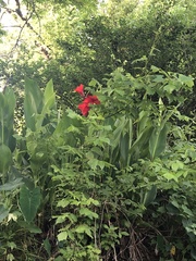 Canna × generalis