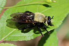 Laphria virginica