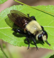 Laphria virginica
