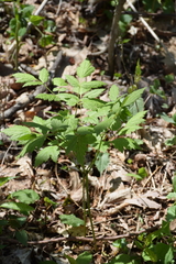 Actaea pachypoda