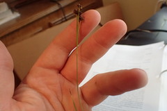 Rhynchospora globularis