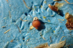 Rhynchospora globularis