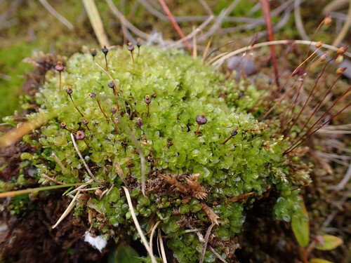 Splachnum vasculosum observed 2026-08-25