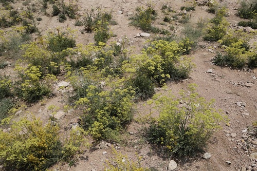 Patrinia intermedia, photograph 6