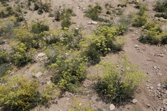 Patrinia intermedia, photograph (c) Dr. Alexey Yakovlev, some rights reserved (CC BY)