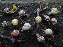 Cepaea hortensis