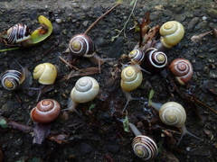 Cepaea hortensis