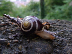 Cepaea hortensis