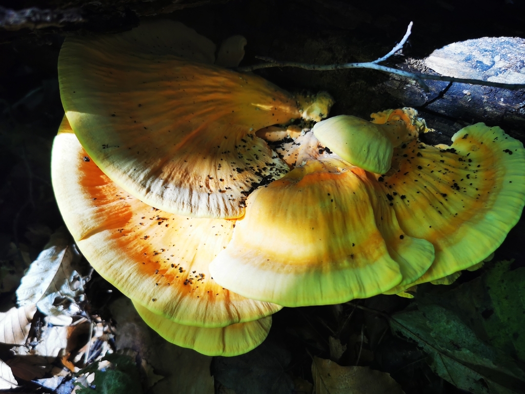 chicken of the woods · August 2026 · photo: Photo: (c) Alexis Williams, some rights reserved (CC BY) · iNaturalist