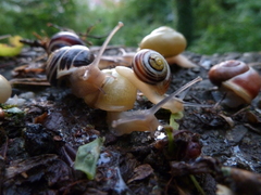 Cepaea hortensis