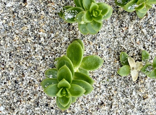 Sea Sandwort