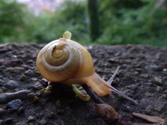 Cepaea hortensis