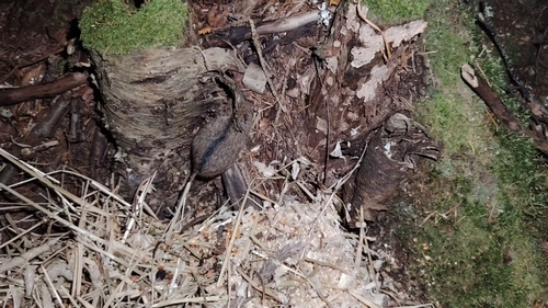 Northern Birch Mouse