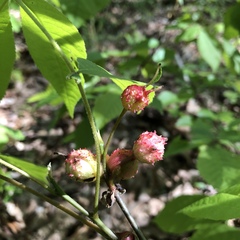 Phylloxera spinosa
