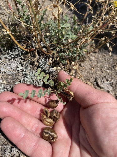Astragalus lentiginosus observed 2026-08-25
