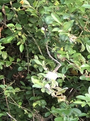 Ligustrum sinense