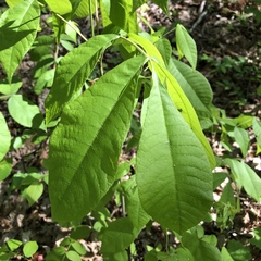 Phylloxera spinosa