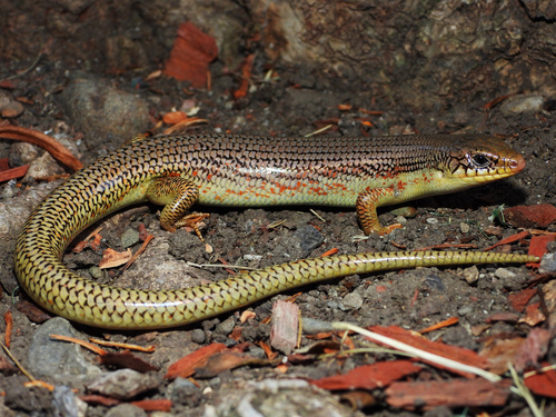 Great Plains Skink