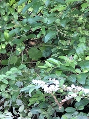 Ligustrum sinense