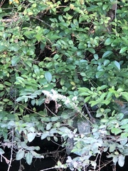 Ligustrum sinense