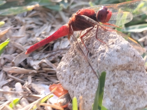 Broad Scarlet