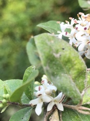 Ligustrum sinense