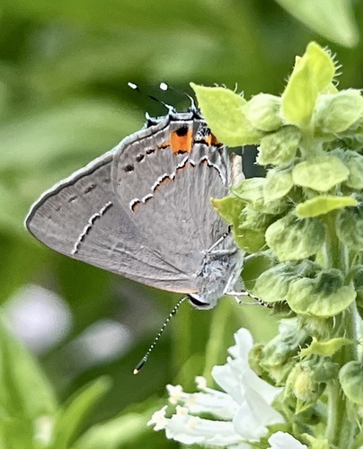 Gray Hairstreak