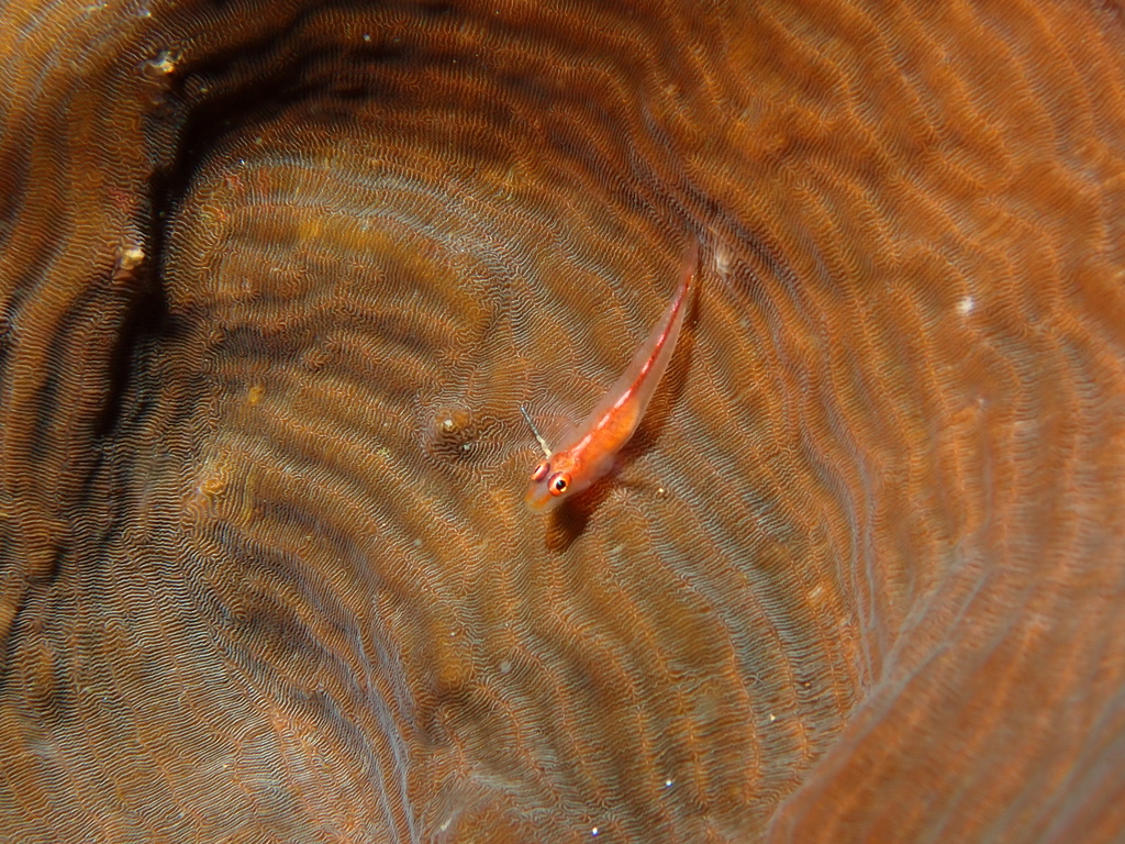 Cling Goby