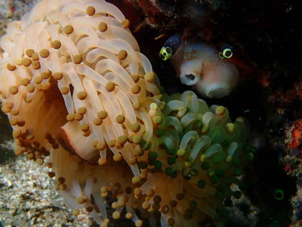 giant ball corallimorph