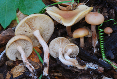 Clitocybe californiensis