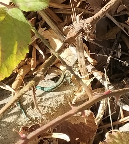 Andalusian wall lizard