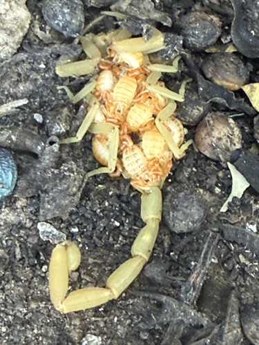 Arizona Bark Scorpion