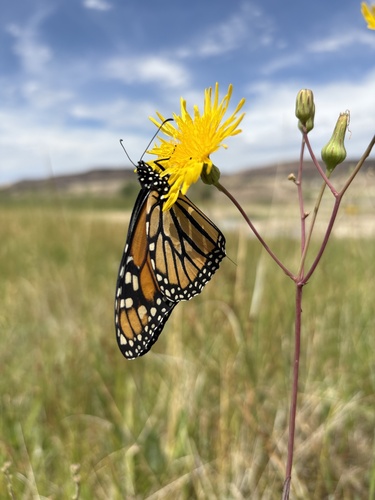 Monarch