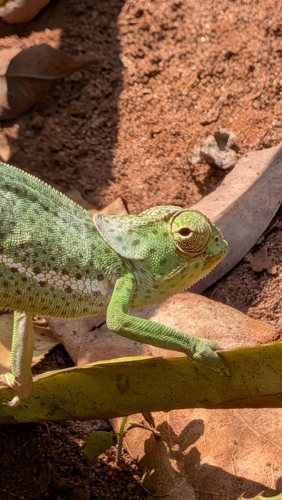 Flap-necked Chameleon
