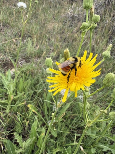 Hunt's Bumble Bee
