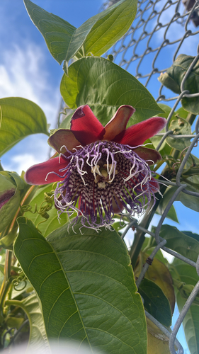 Passiflora quadrangularis observed 2026-08-05