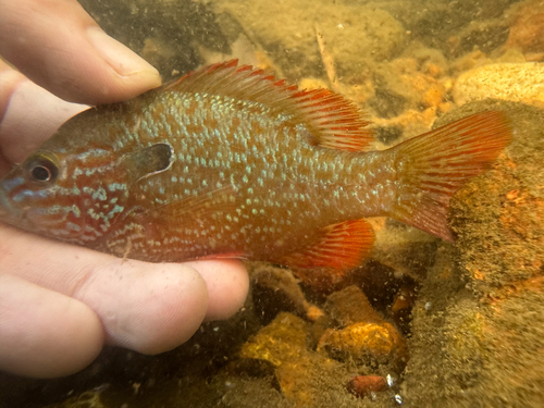 Longear Sunfish